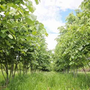 TILIA tomentosa