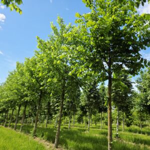 ULMUS laevis