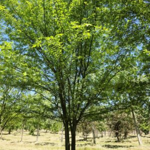 ULMUS parvifolia