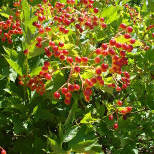 VIBURNUM opulus