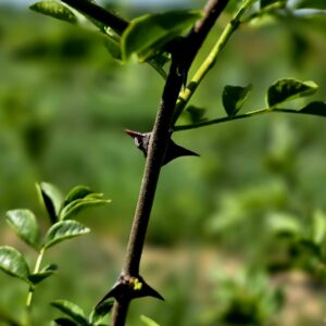 ZANTHOXYLUM simulans