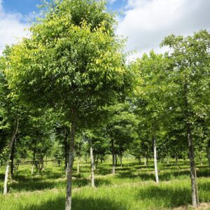 ZELKOVA serrata 'Green vase'